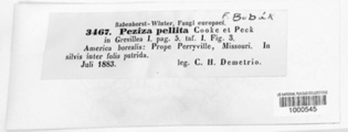 Hoffmannoscypha pellita image